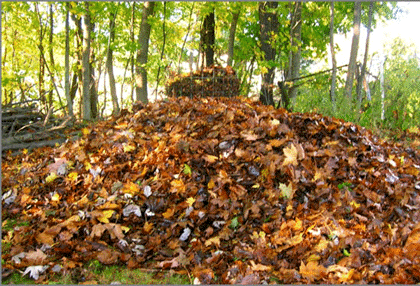 LONG ISLAND LEAF CLEANUPS AND DEBRIS REMOVAL